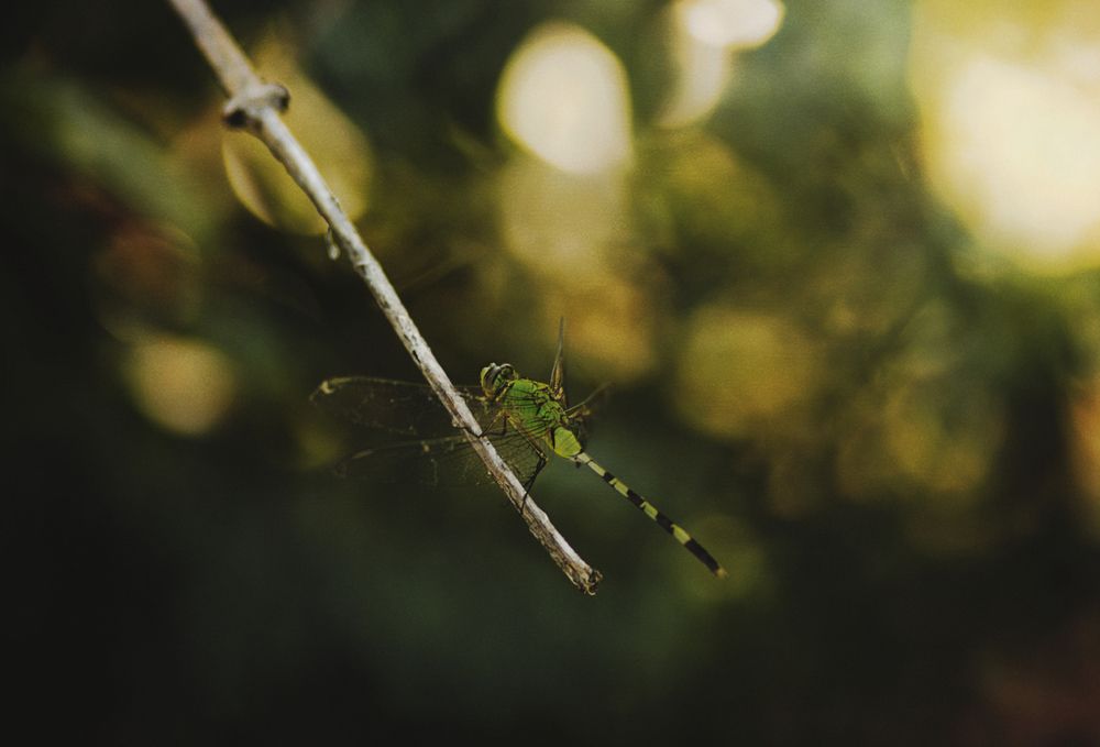Photograph by DaysiBleeker Fotografias
