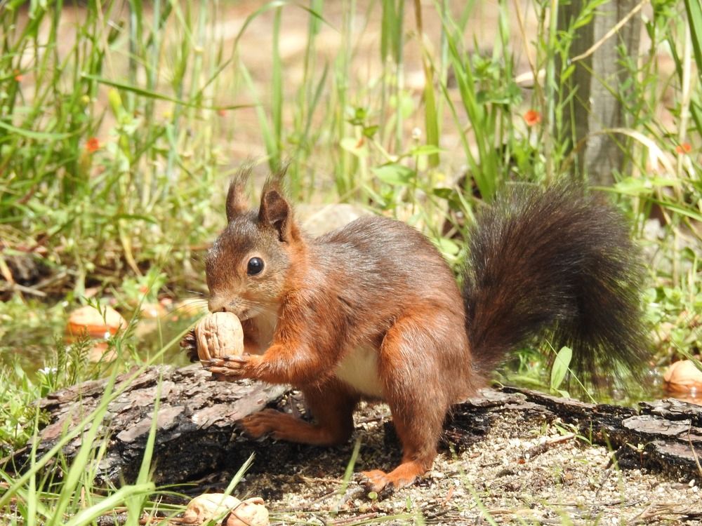 Squirrel