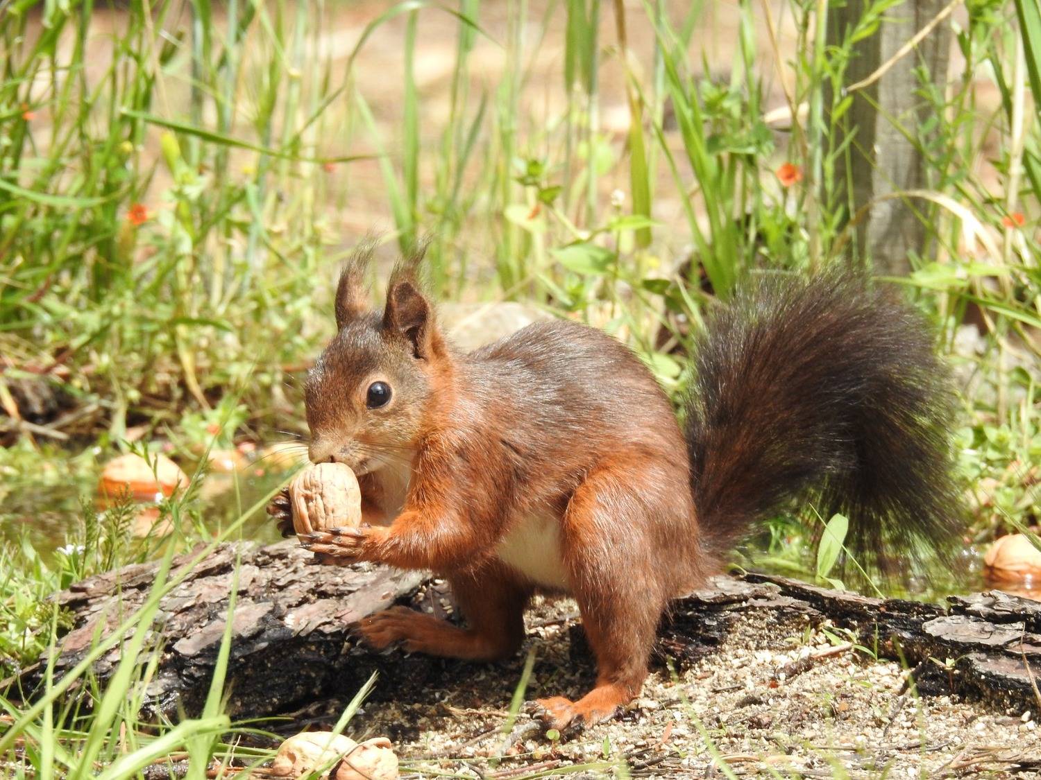 Squirrel