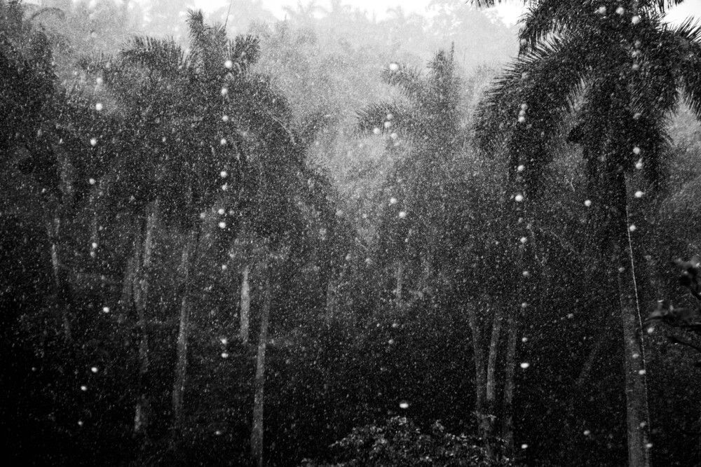 Petrichor