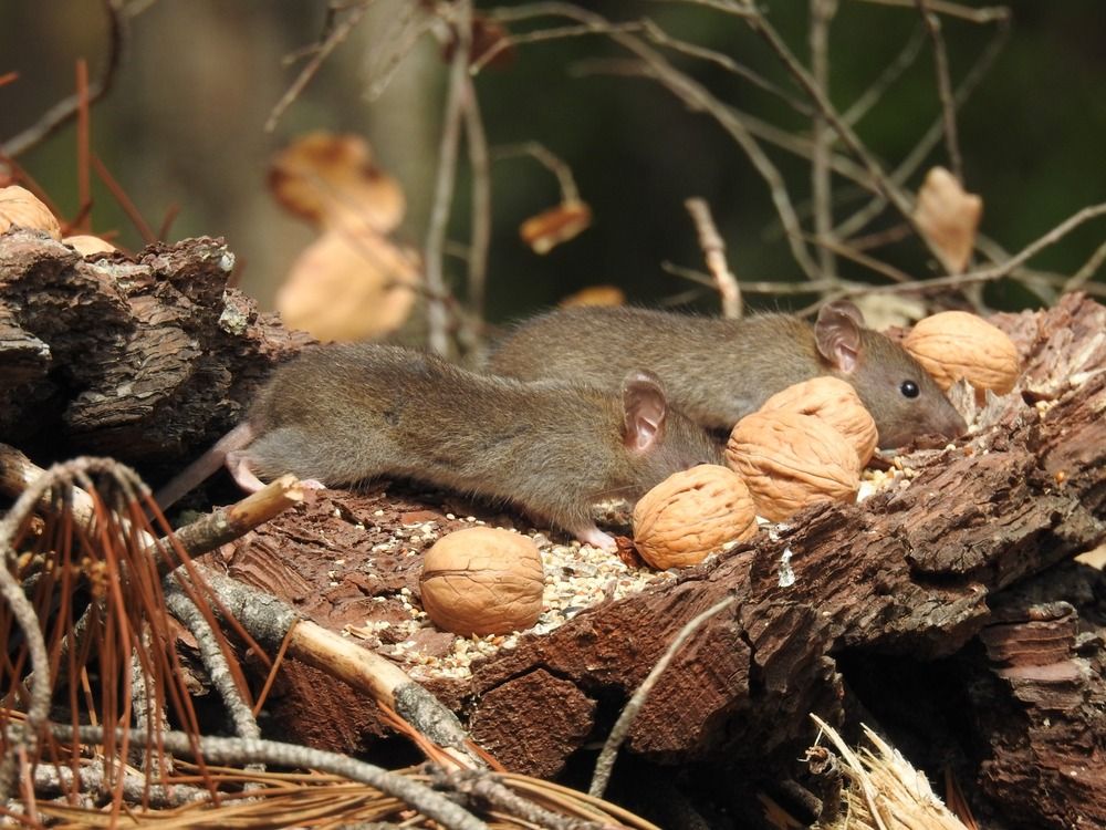 Little mouses