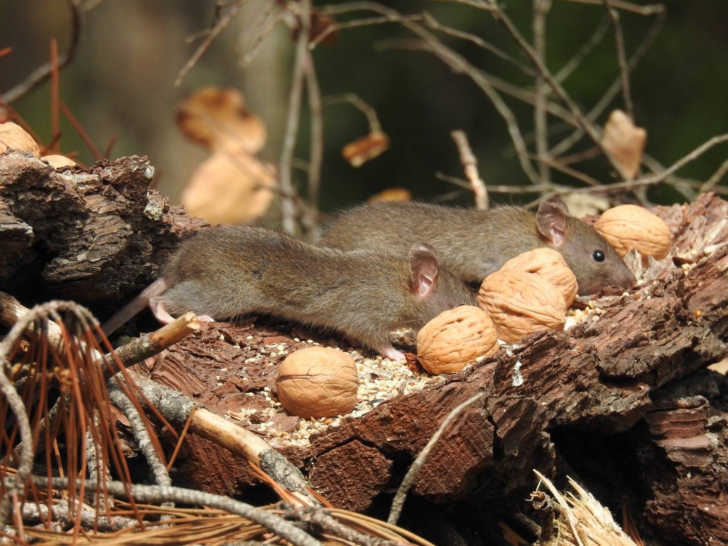 Little mouses