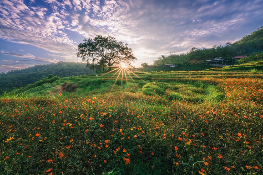 Photograph by Quân Lee