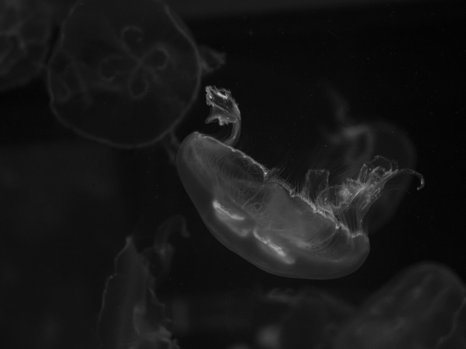 Photo #13624514