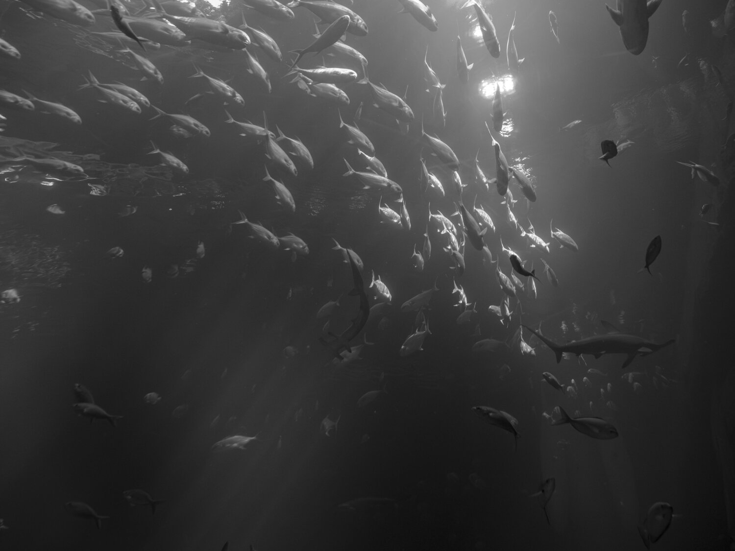 Photo #13624517