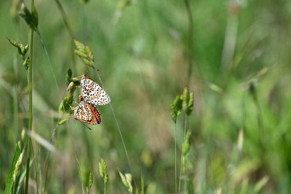 Photograph by Ljiljana Nedeljković