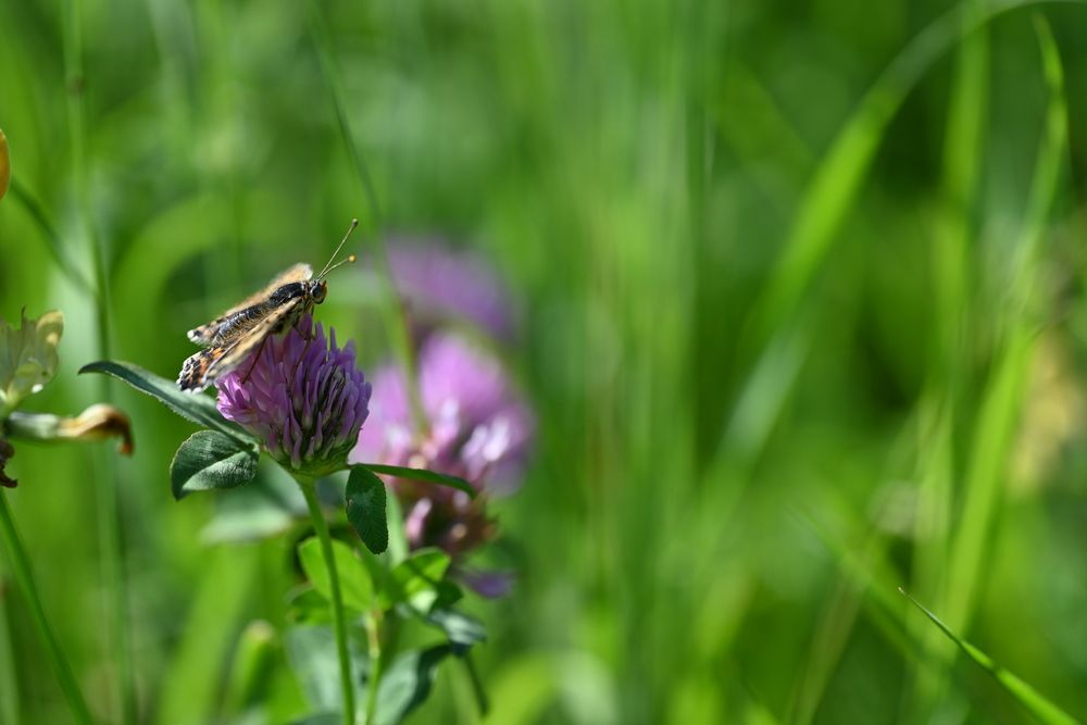 Photograph by Ljiljana Nedeljković