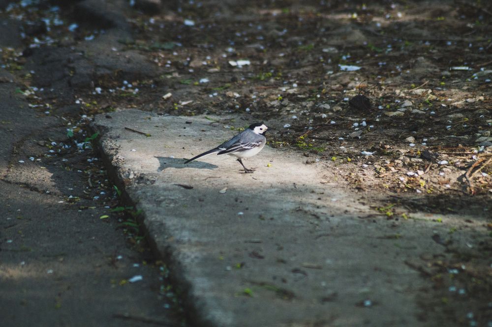 Photo #13624691