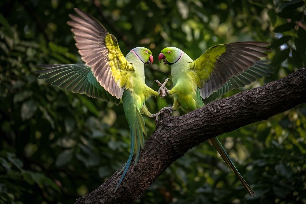 Photograph by Tanusri RoyChowdhury