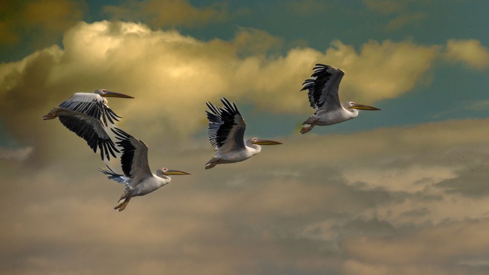 Photograph by Lev Tsenter