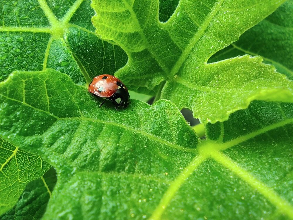 Photograph by Виталий Панченко