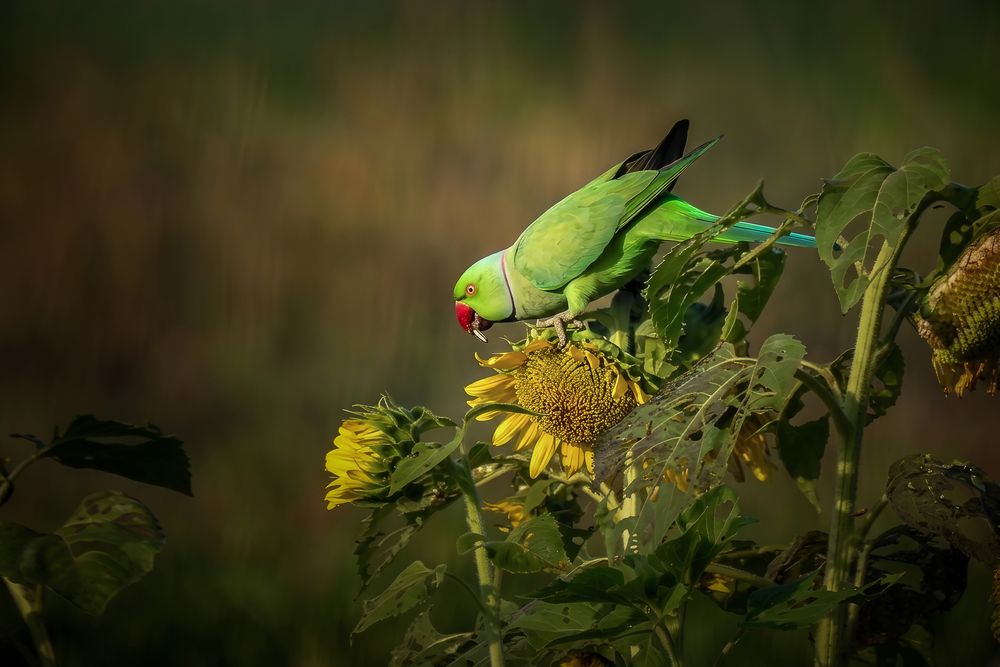 Photograph by Tanusri RoyChowdhury