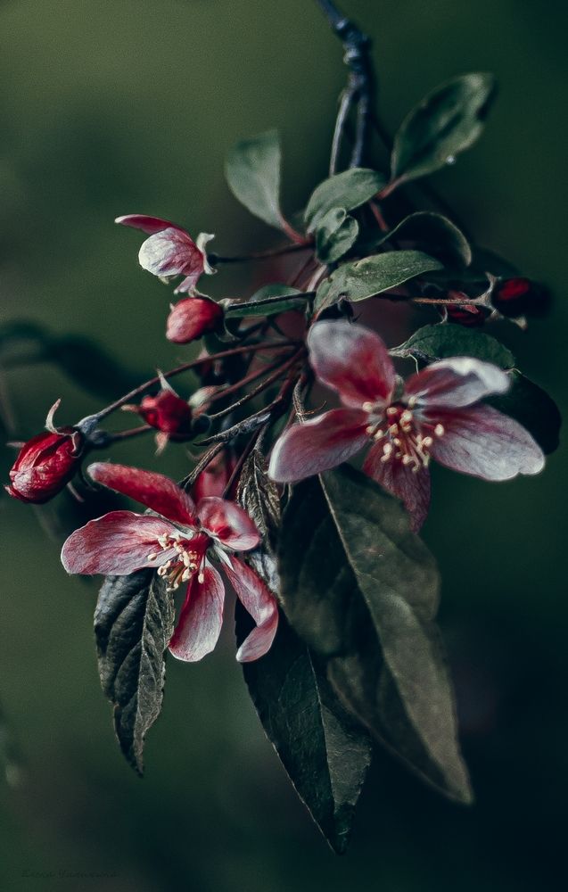 Photograph by Elena Chilikina