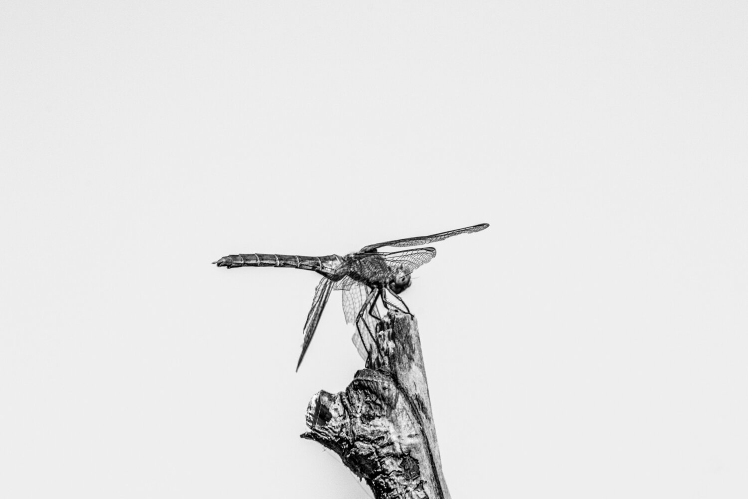 Photo #13625193