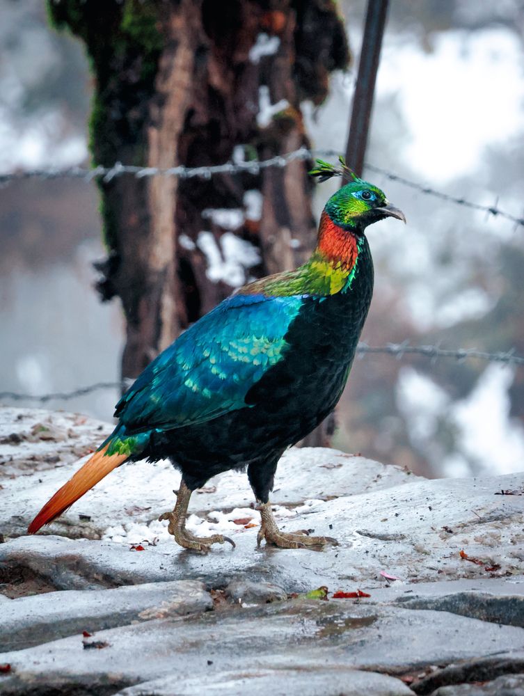 Photograph by Dhruv Jangid