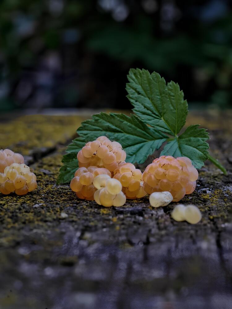 Photograph by Юлия Тимофеева