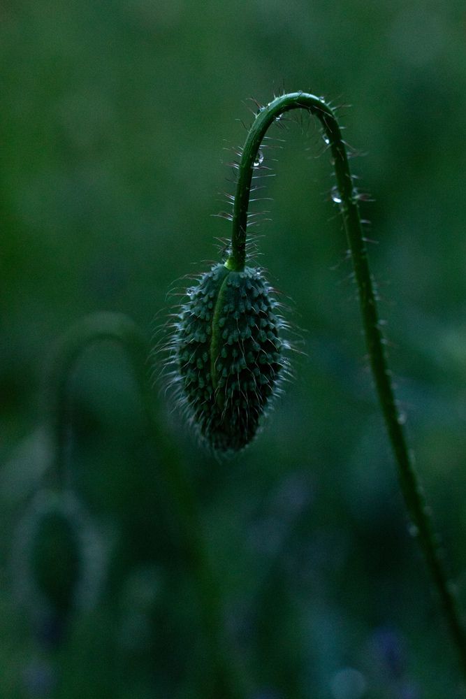 Photograph by Krisztina Jávorné Bodó