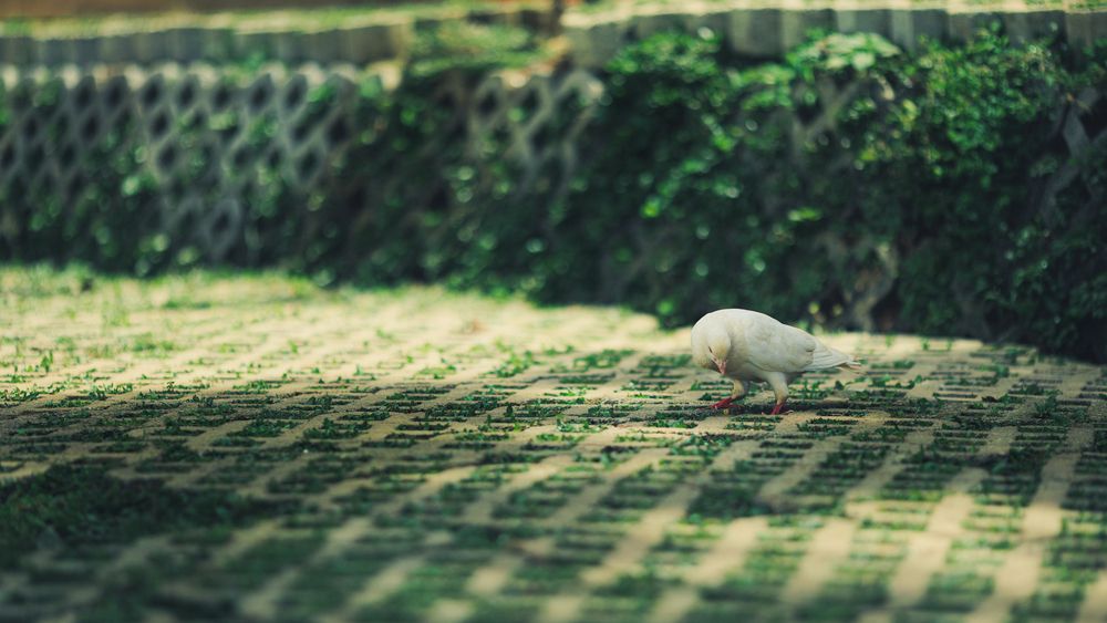 The Solitary Dove