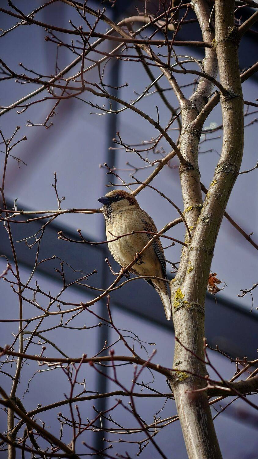 Captured a Sparrow in swiss using my Vivo X200 Pro