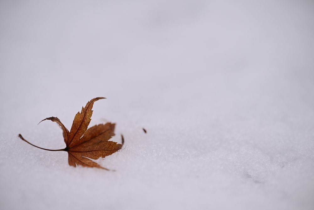A Forgotten Memento of Autumn