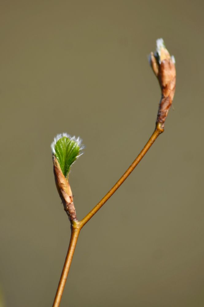 Green leaves blooming in Spring