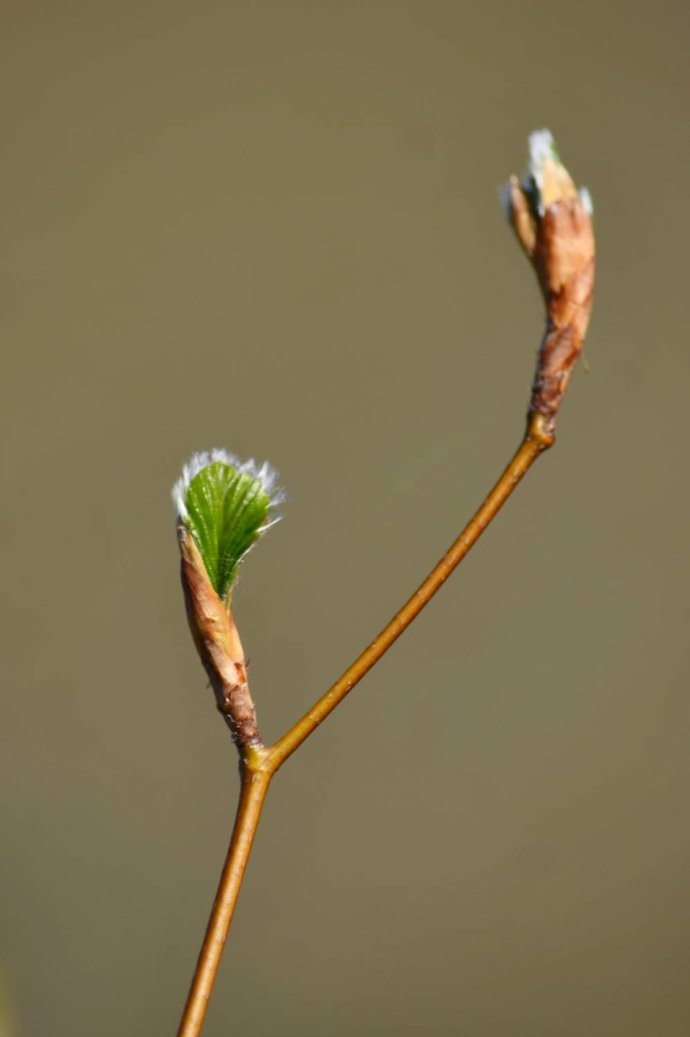 Green leaves blooming in Spring Green leaves blooming in Spring
