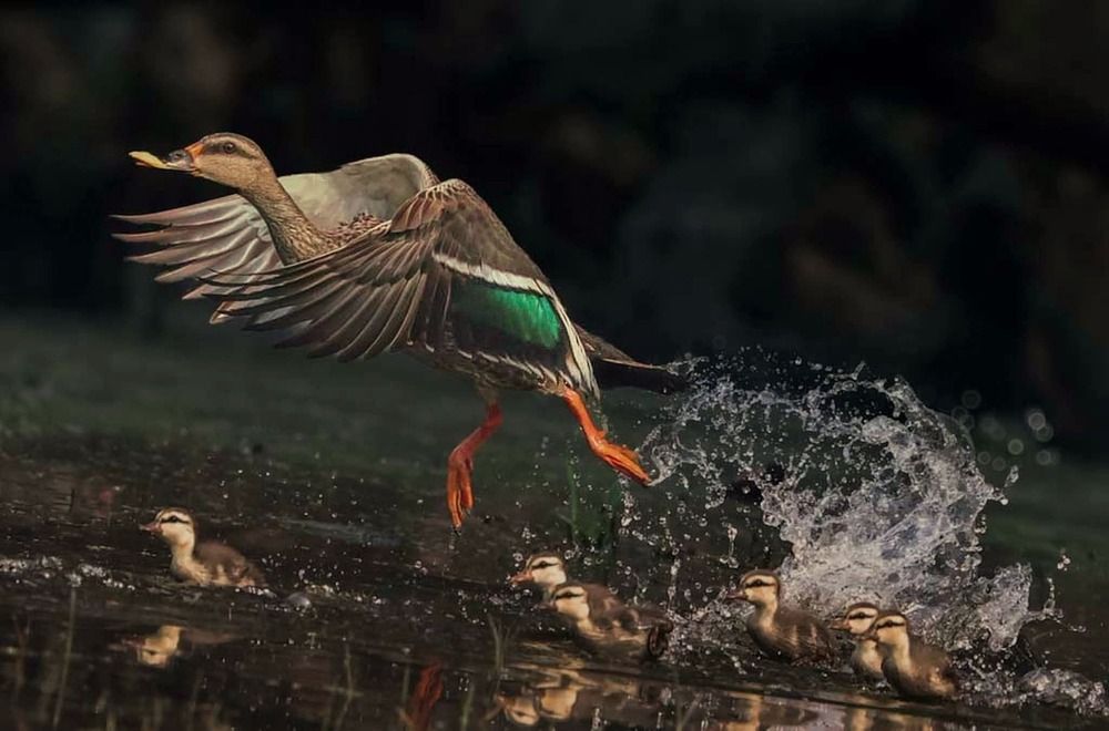 Spot Billed Duck in Flight