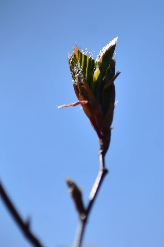 Green leaves blooming in Spring