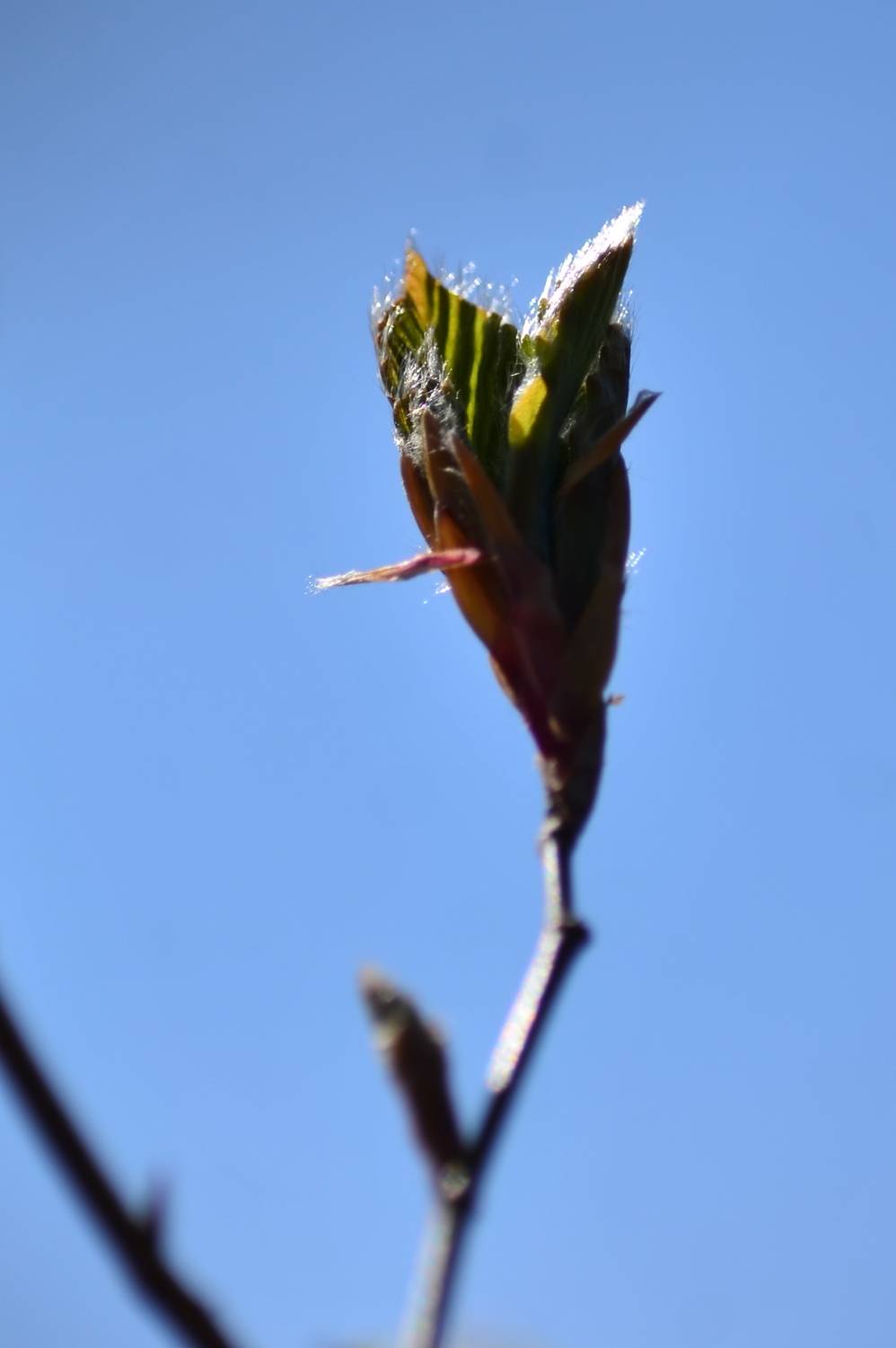 Green leaves blooming in Spring