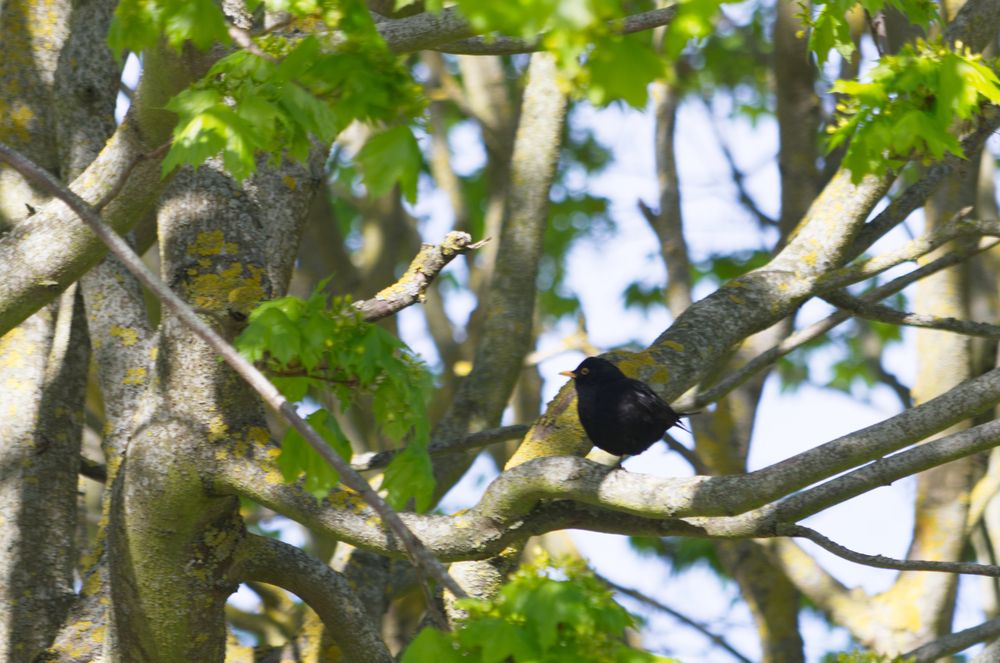 Little bird on green tree
