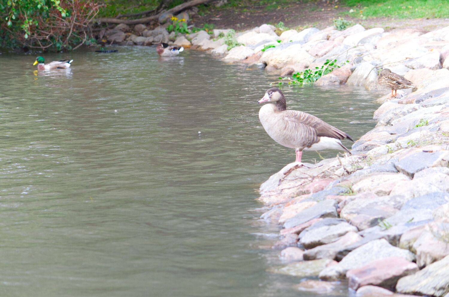 Ducks enjoying spring in a water pond Ducks enjoying spring in a water pond