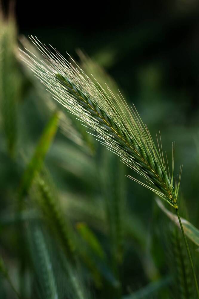 Grass in backlit