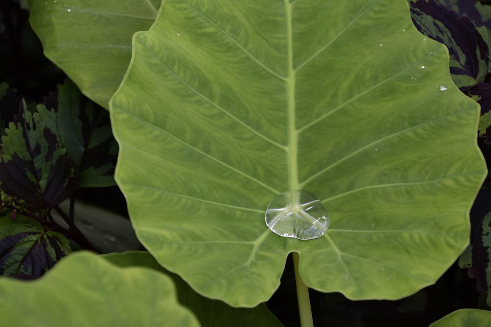 Photograph by Sudhakaran Kookiri