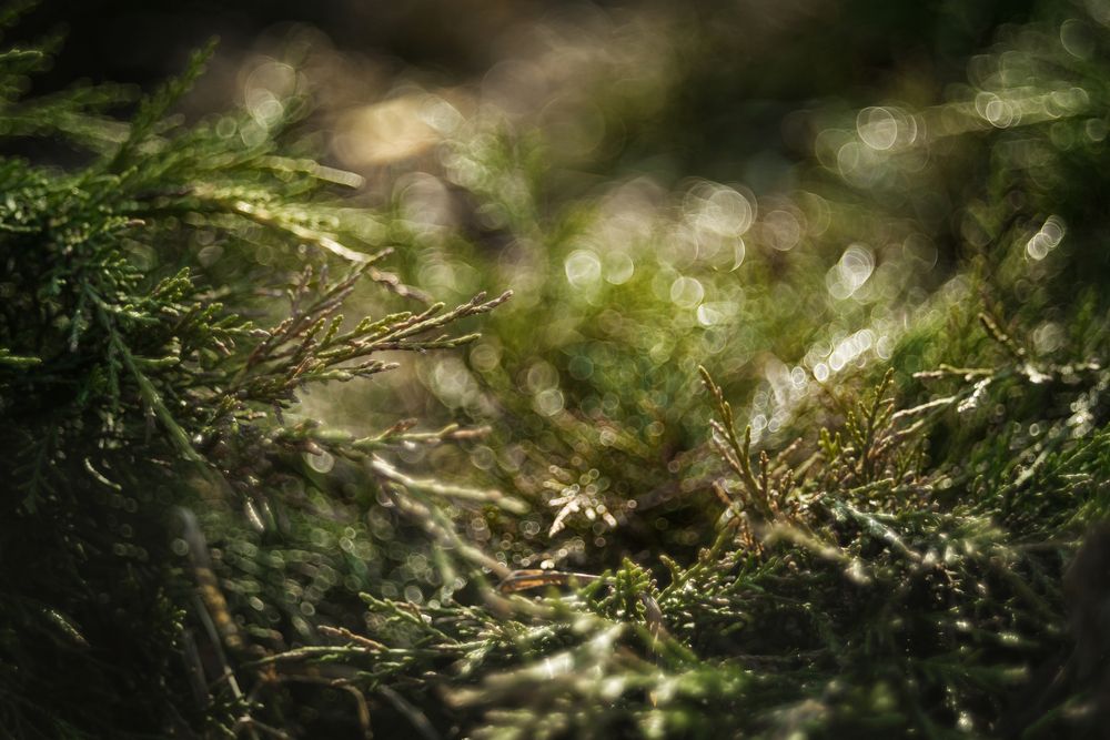 Photograph by Коновалов Валерий