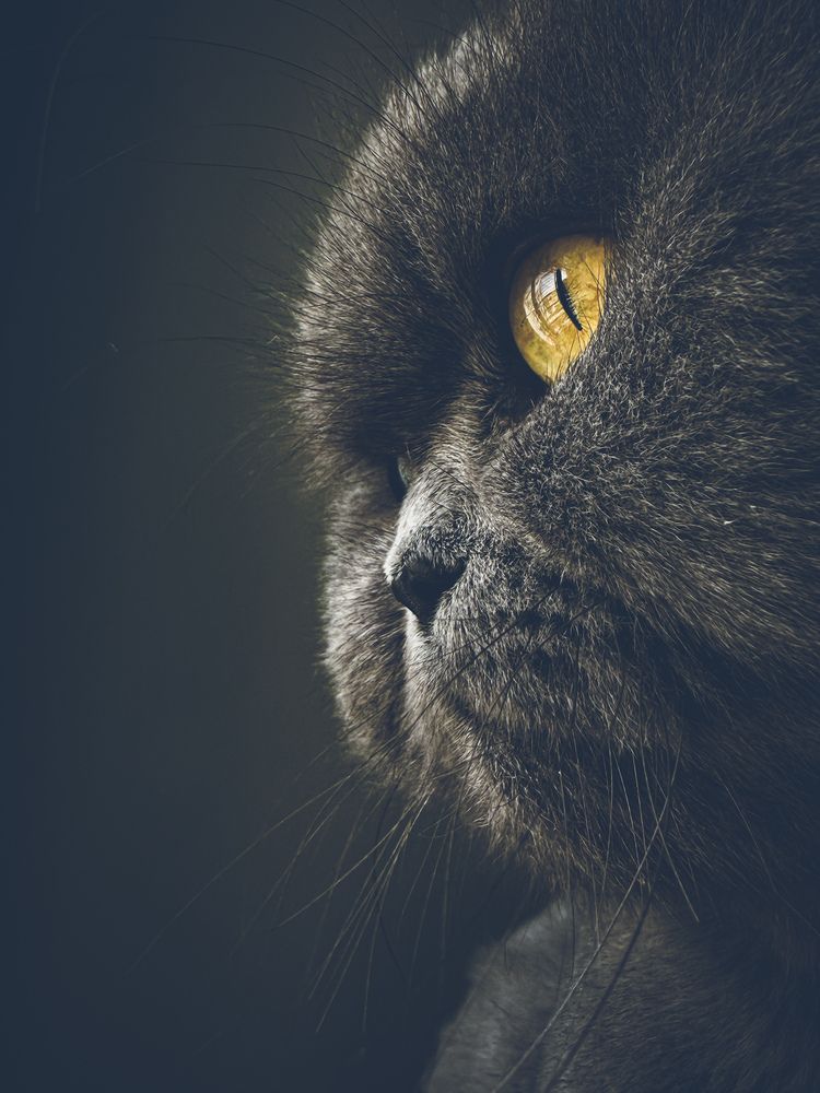Photograph by amin roshan afshar