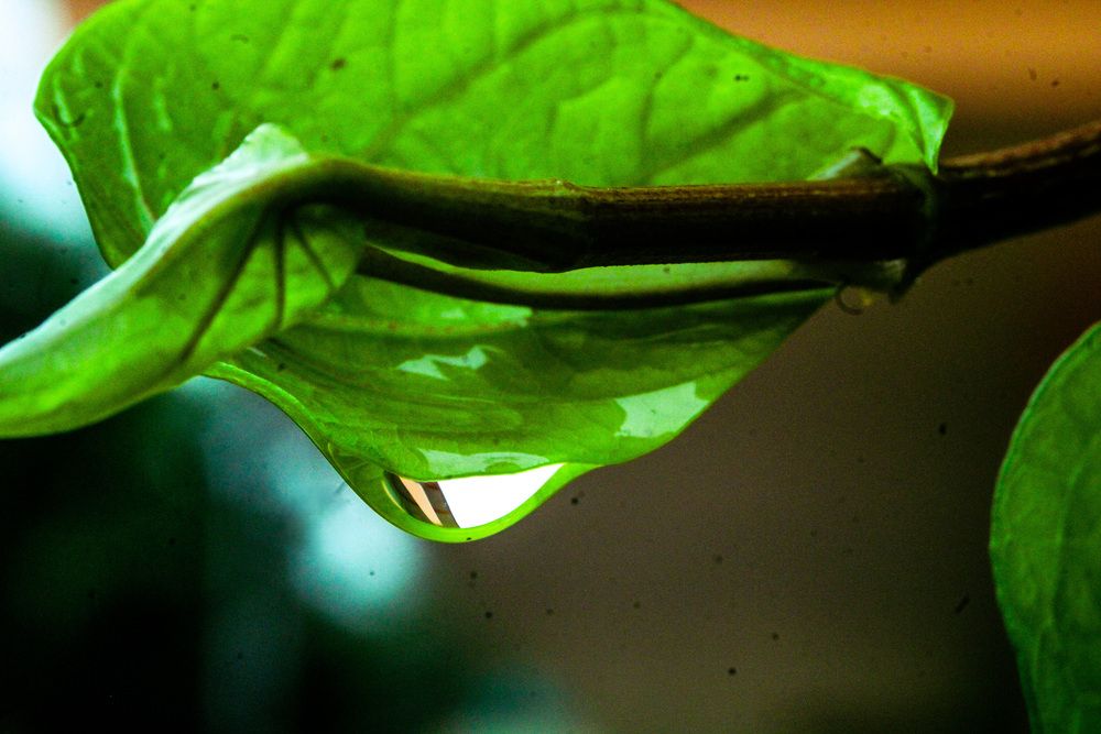 Photograph by Nadarajan Lakshmanswamy