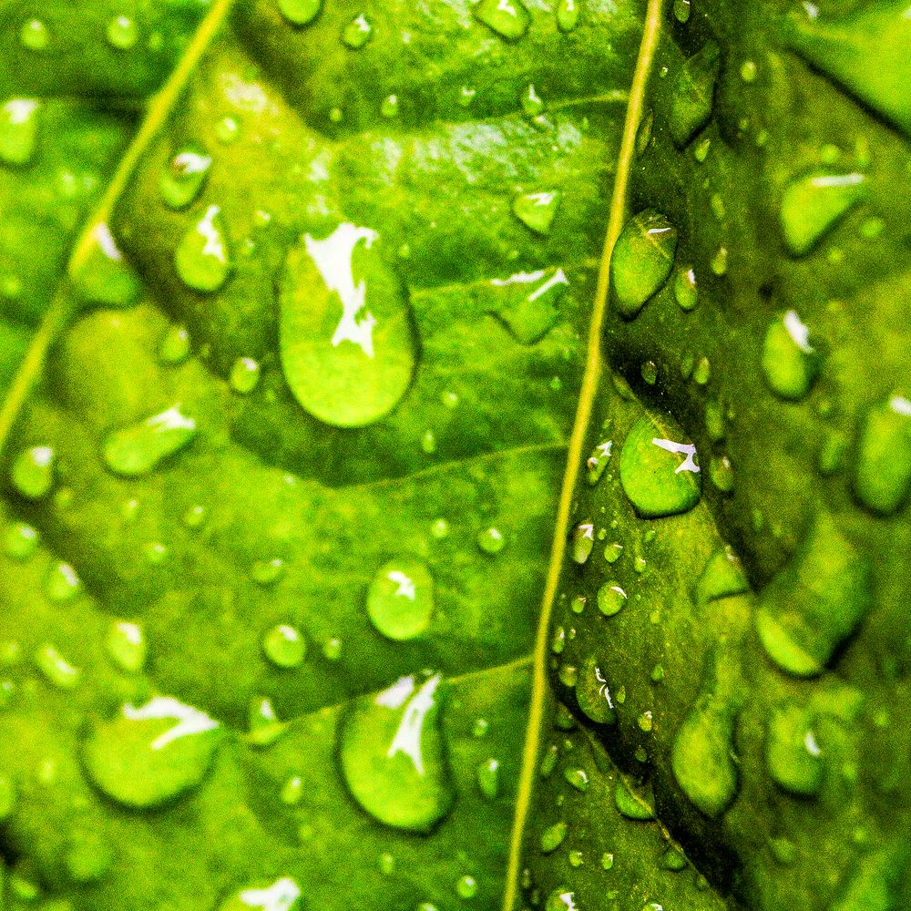 Photograph by Nadarajan Lakshmanswamy