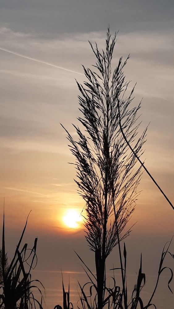 Sunset silhouette