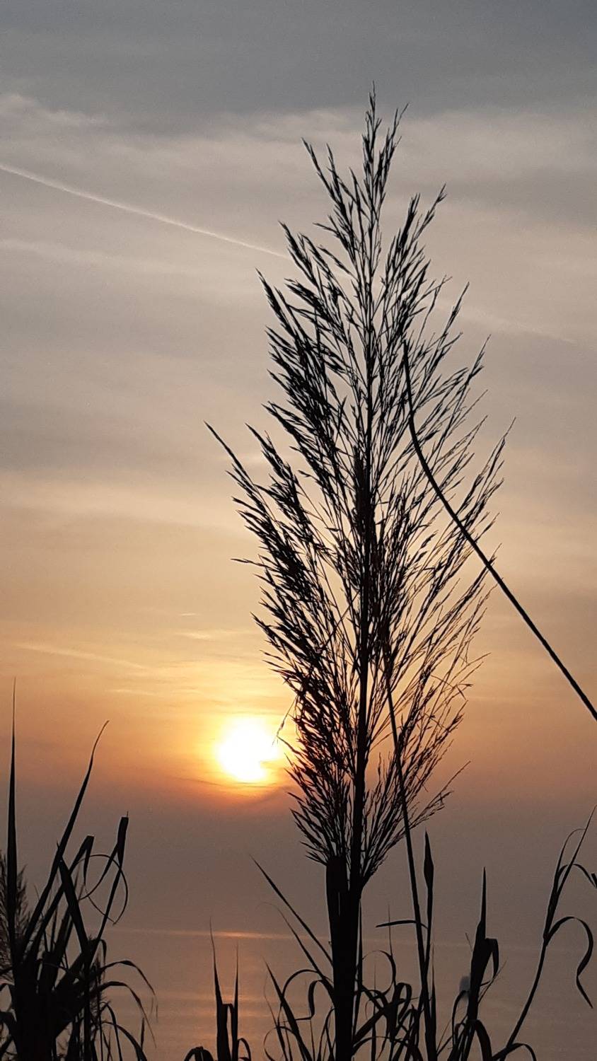 Sunset silhouette