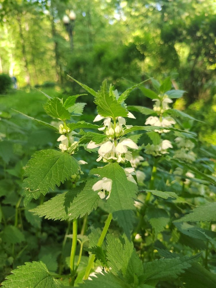 Photograph by Ирина Сидоренко