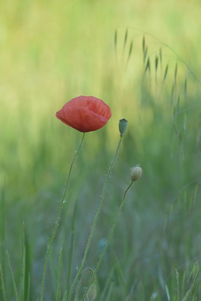 Photograph by Елена Василева