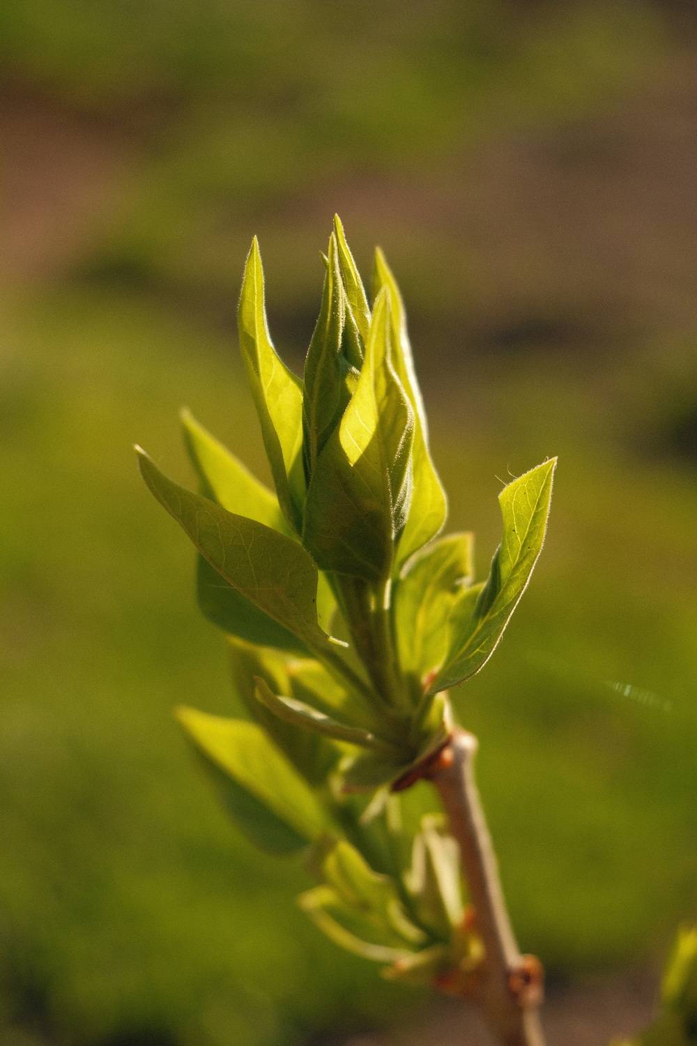 Photo #13628197