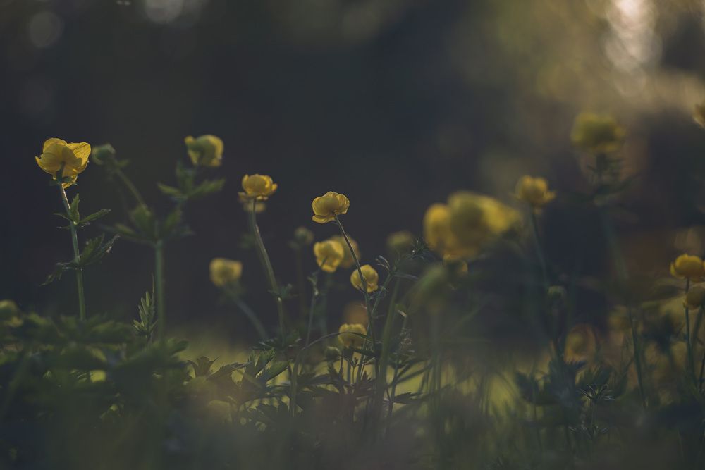 Photograph by Алексей Широбоков