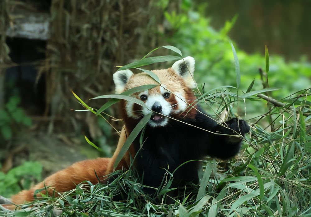 Photograph by Tirthankar Dey
