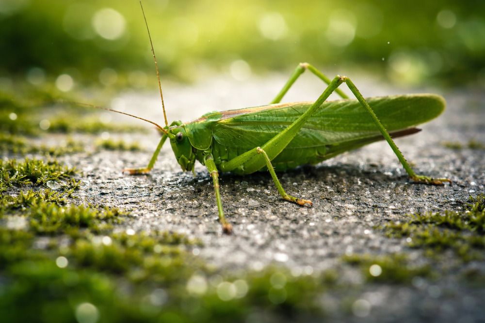 Photograph by Vesi Petrova