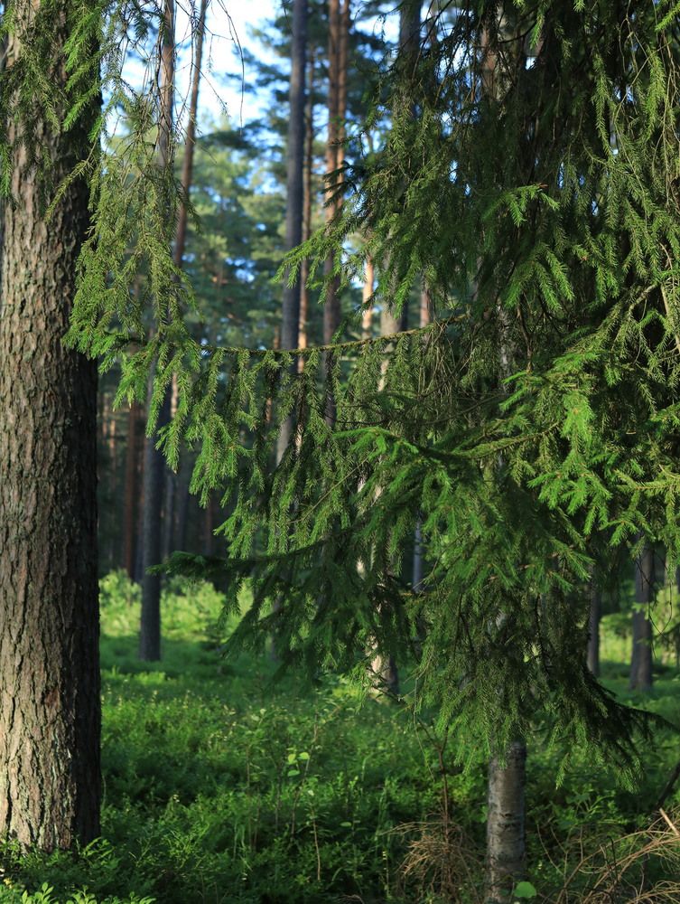 Photograph by Мария Устьянцева