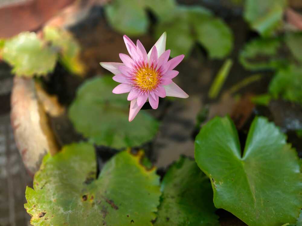 Green and dot of pink