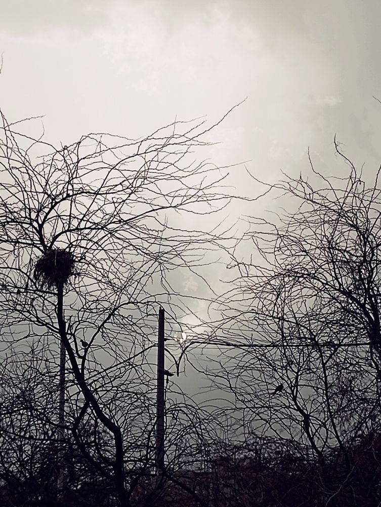 Hope in silence and waiting for spring urban nest