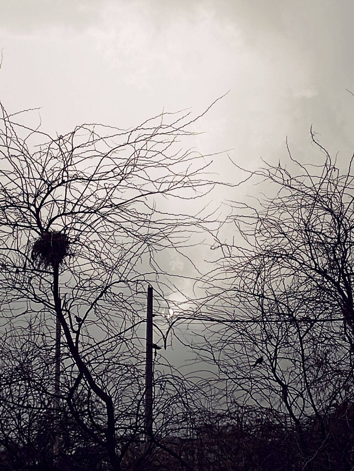 Hope in silence and waiting for spring urban nest