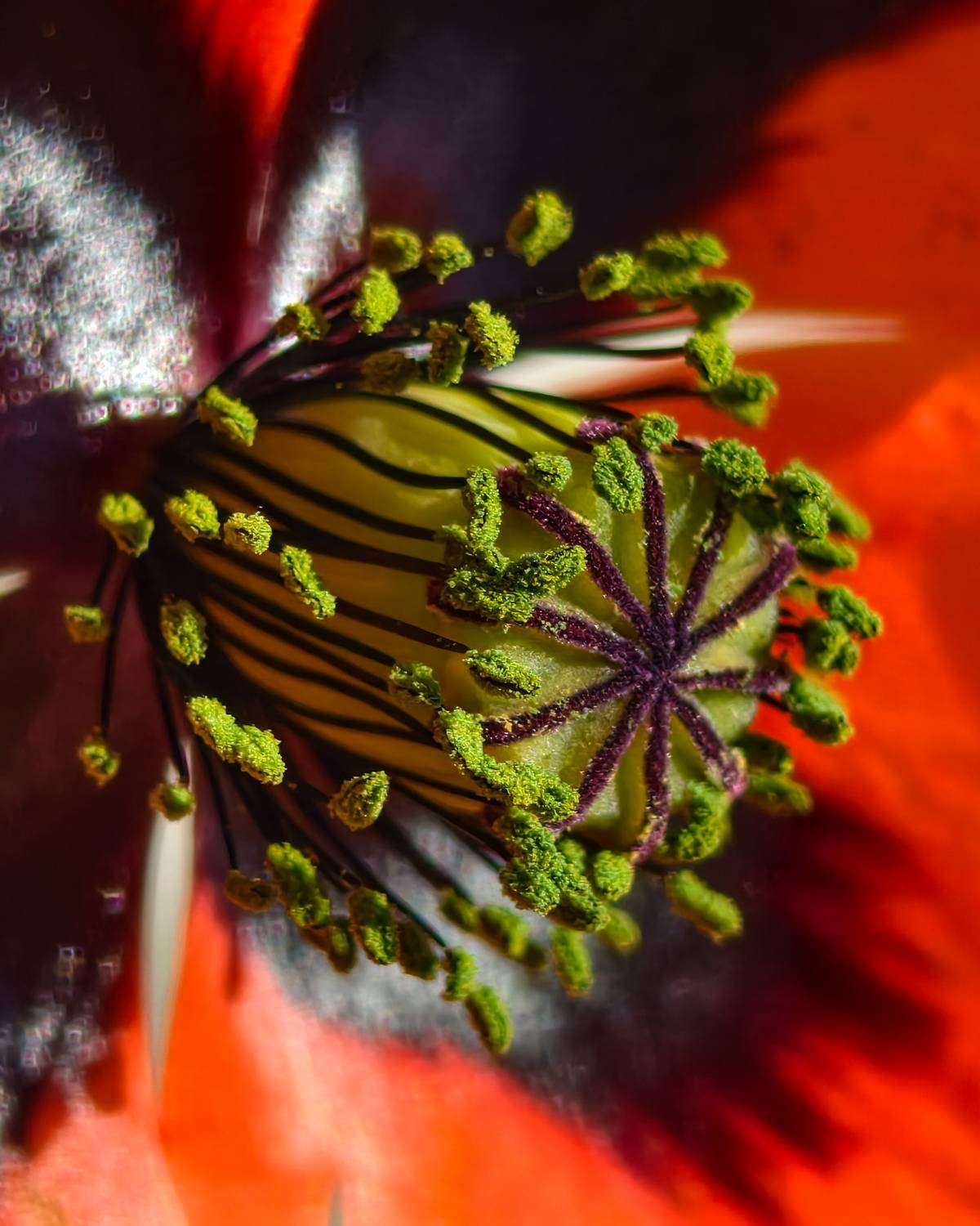 Nature\'s Architecture